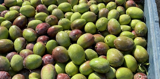 Как растёт манго: видео и&nbsp;фото из&nbsp;фруктовых садов в&nbsp;Израиле