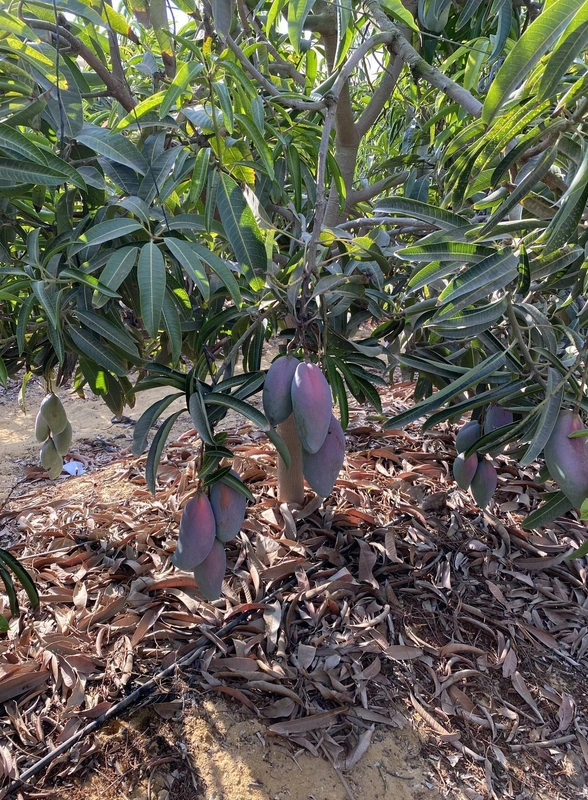 Первое манго из&nbsp;Египта: репортаж из&nbsp;тропиков для&nbsp;ВкусВилла