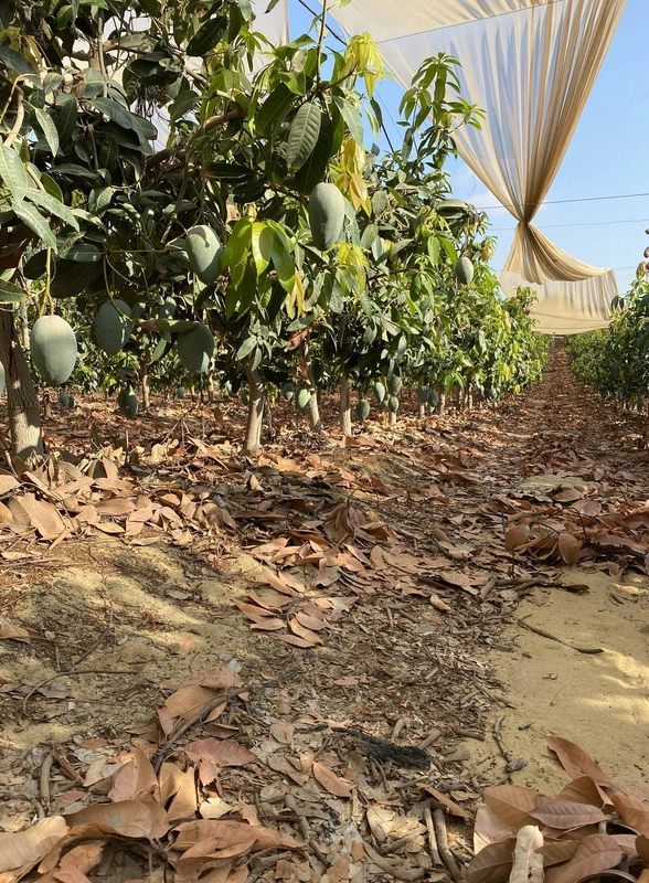 Первое манго из&nbsp;Египта: репортаж из&nbsp;тропиков для&nbsp;ВкусВилла