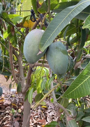 Первое манго из&nbsp;Египта: репортаж из&nbsp;тропиков для&nbsp;ВкусВилла