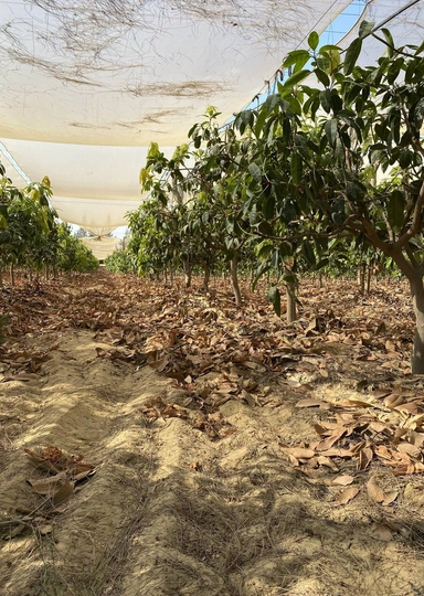 Первое манго из&nbsp;Египта: репортаж из&nbsp;тропиков для&nbsp;ВкусВилла