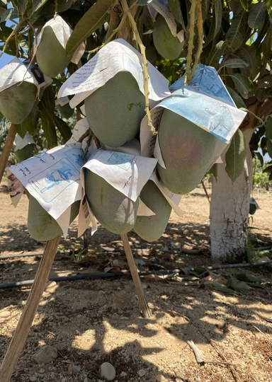 Первое манго из&nbsp;Египта: репортаж из&nbsp;тропиков для&nbsp;ВкусВилла