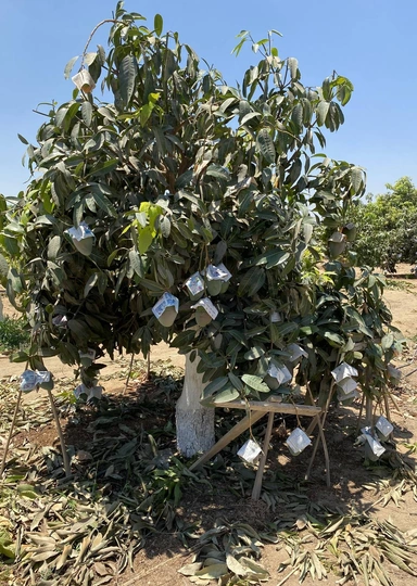 Первое манго из&nbsp;Египта: репортаж из&nbsp;тропиков для&nbsp;ВкусВилла