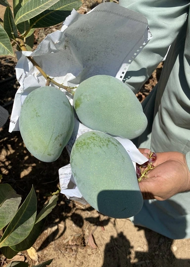 Первое манго из&nbsp;Египта: репортаж из&nbsp;тропиков для&nbsp;ВкусВилла