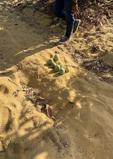 Первое манго из&nbsp;Египта: репортаж из&nbsp;тропиков для&nbsp;ВкусВилла