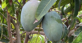 Первое манго из&nbsp;Египта: репортаж из&nbsp;тропиков для&nbsp;ВкусВилла