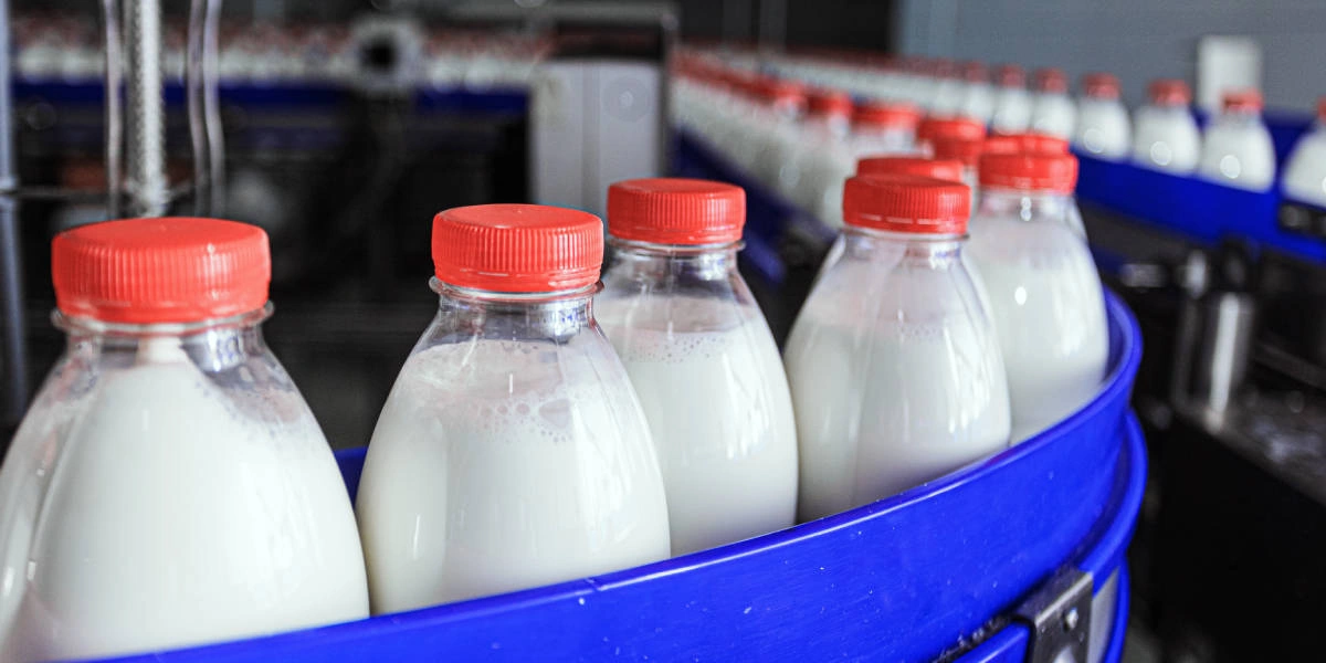 Молочные реки и&nbsp;творожные берега: экскурсия на&nbsp;Ядринмолоко