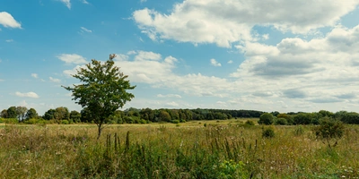 Поля, леса и&nbsp;луга — в&nbsp;этих местах располагаются пасеки «Мёд Руси. Медов»