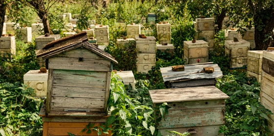 Пчеловоды собирают несколько урожаев мёда за&nbsp;сезон — это мёд разных сортов от&nbsp;разных медоносов, которые цветут каждый в&nbsp;своё время