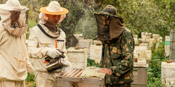 Пчёлы не привыкают к&nbsp;определённому человеку, но они чувствуют привычное обращение, запоминают порядок действий пчеловода