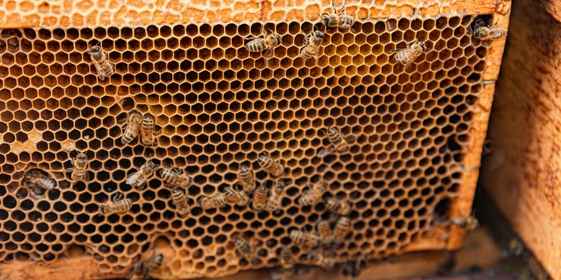 При выемке медовых рамок резким движением пчёл стряхивают обратно в&nbsp;улей. Делается это для&nbsp;того, чтобы не забирать их из&nbsp;семьи