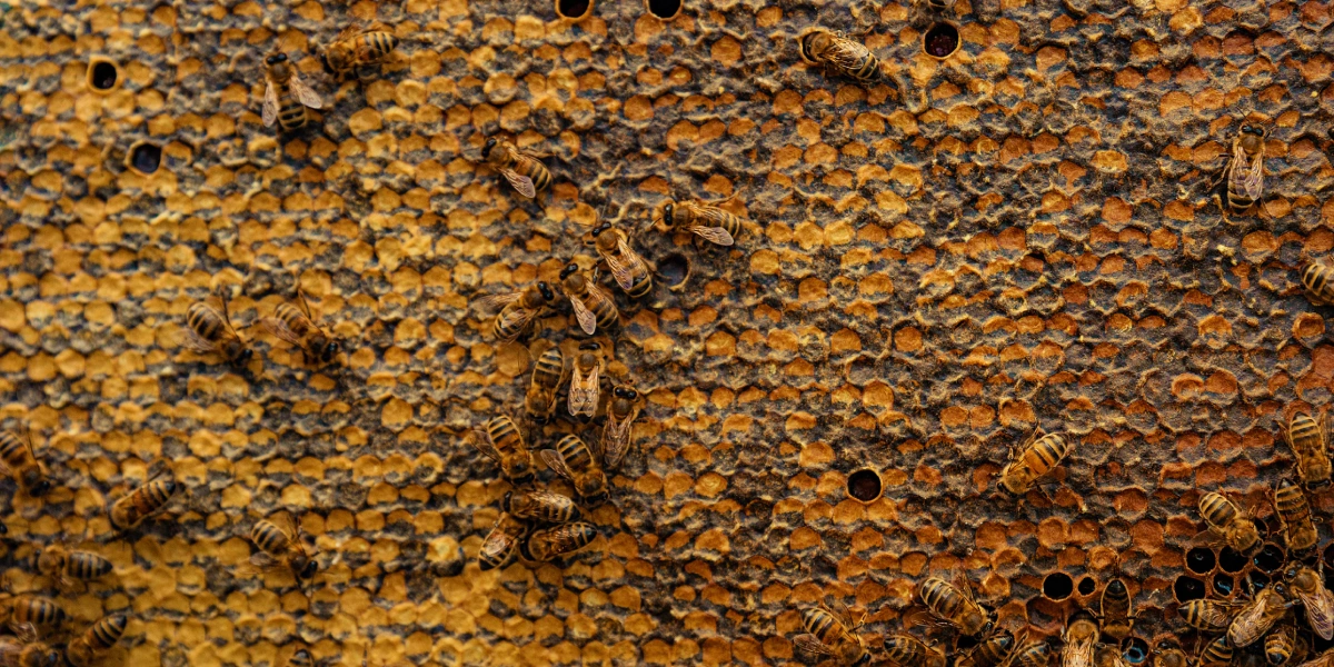 Пчеловоды никогда не откачивают весь мёд из&nbsp;улья, оставляя запасы еды для&nbsp;пчёл до&nbsp;следующего сезона