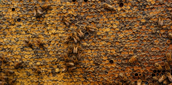 Пчеловоды никогда не откачивают весь мёд из&nbsp;улья, оставляя запасы еды для&nbsp;пчёл до&nbsp;следующего сезона