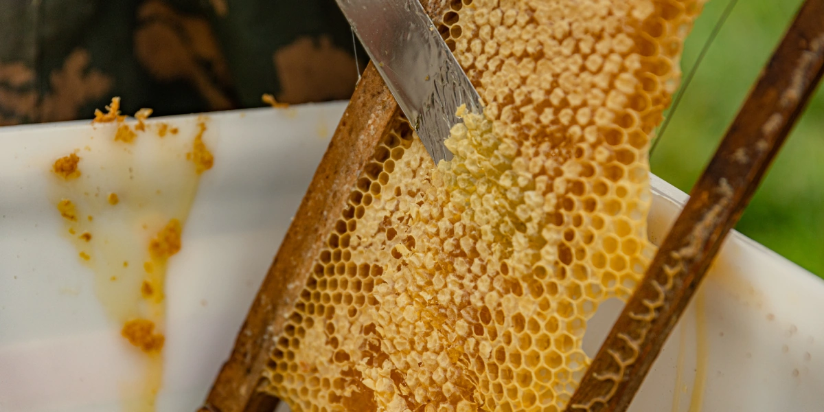 Мёд собирают с&nbsp;запечатанных сот со зрелым мёдом. С&nbsp;помощью ножа или шпателя рамка «распечатывается»: с&nbsp;обеих сторон срезают слой воска