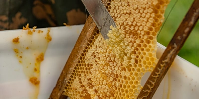 Мёд собирают с&nbsp;запечатанных сот со зрелым мёдом. С&nbsp;помощью ножа или шпателя рамка «распечатывается»: с&nbsp;обеих сторон срезают слой воска