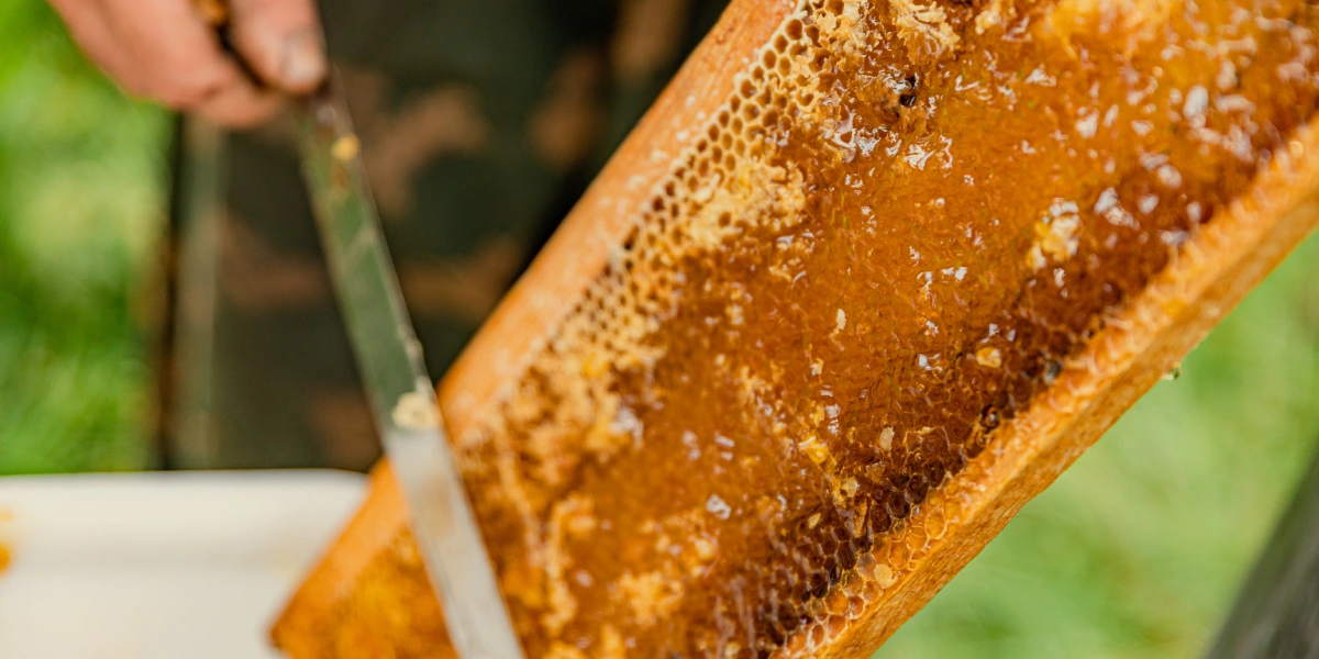 Мёд хорошо откачивается в&nbsp;тёплую погоду, когда воск податлив и&nbsp;пластичен