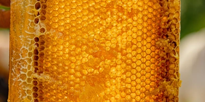 Зимой воск становится твёрдым, да и&nbsp;мёд вытекает иначе