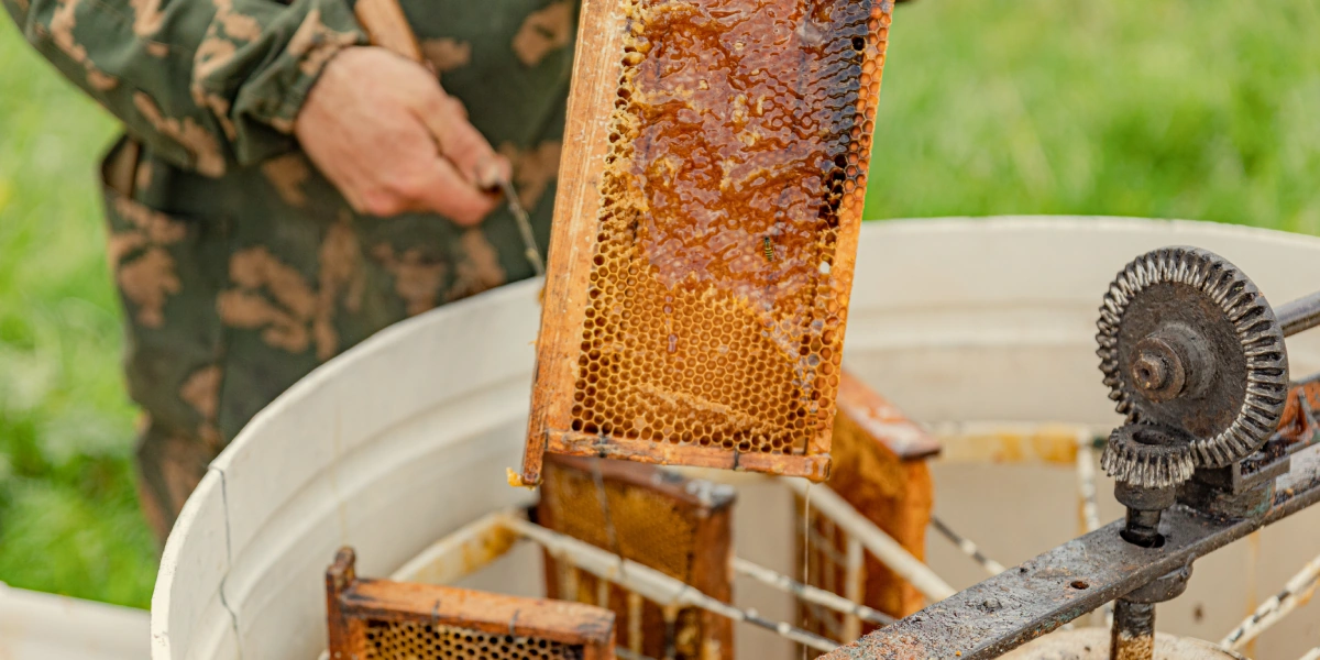 Рамки с&nbsp;мёдом помещают в&nbsp;медогонку и&nbsp;затем раскручивают её. Под&nbsp;действием центробежной силы мёд отделяется от&nbsp;сотов и&nbsp;стекает на&nbsp;дно ёмкости