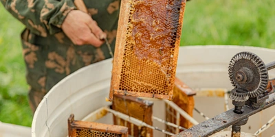 Рамки с&nbsp;мёдом помещают в&nbsp;медогонку и&nbsp;затем раскручивают её. Под&nbsp;действием центробежной силы мёд отделяется от&nbsp;сотов и&nbsp;стекает на&nbsp;дно ёмкости