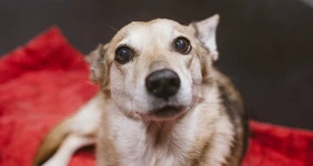 Что делать, если с&nbsp;питомцем нужно расстаться: спецматериал с&nbsp;фондом месяца