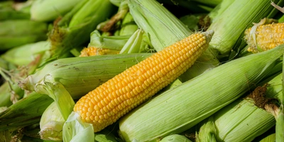 Привезённая прямо с&nbsp;краснодарских полей кукуруза подаётся в&nbsp;ванну с&nbsp;водой для&nbsp;предварительной очистки и&nbsp;далее по&nbsp;транспортёру поступает в&nbsp;цех