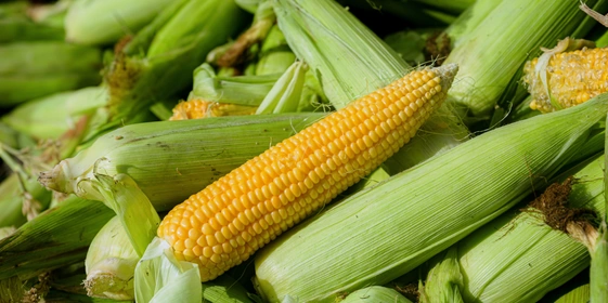 Привезённая прямо с&nbsp;краснодарских полей кукуруза подаётся в&nbsp;ванну с&nbsp;водой для&nbsp;предварительной очистки и&nbsp;далее по&nbsp;транспортёру поступает в&nbsp;цех