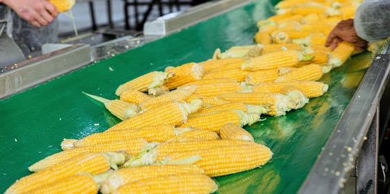 Линия по&nbsp;производству сахарной кукурузы способна переработать до&nbsp;180 тонн сырья в&nbsp;сутки