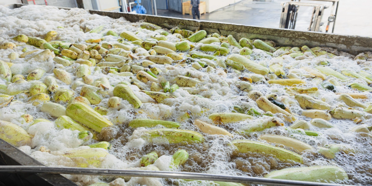 Приёмочная ванна для&nbsp;кабачков, где овощи очищают от&nbsp;загрязнения. Вода и&nbsp;воздух создают эффект джакузи