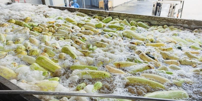 Приёмочная ванна для&nbsp;кабачков, где овощи очищают от&nbsp;загрязнения. Вода и&nbsp;воздух создают эффект джакузи