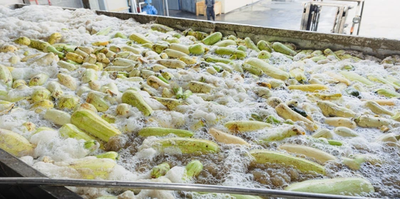 Приёмочная ванна для&nbsp;кабачков, где овощи очищают от&nbsp;загрязнения. Вода и&nbsp;воздух создают эффект джакузи