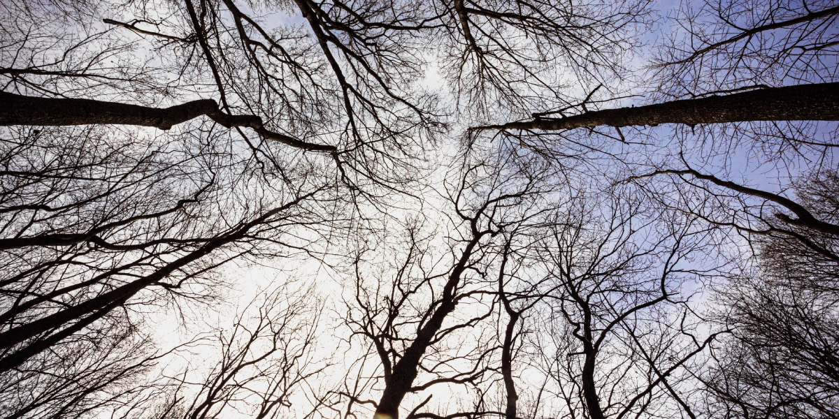 Кленовый сироп в&nbsp;Пензенской области варят из&nbsp;сока остролистного клёна