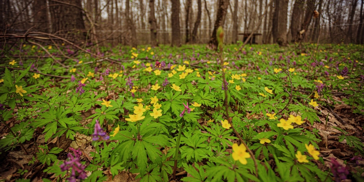 Пензенский кленовый сироп немного отличается по&nbsp;вкусу от&nbsp;канадского. Ведь наши клёны растут на&nbsp;земле, богатой чернозёмом, канадские же почвы в&nbsp;основном каменистые, а леса более влажные