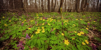 Пензенский кленовый сироп немного отличается по&nbsp;вкусу от&nbsp;канадского. Ведь наши клёны растут на&nbsp;земле, богатой чернозёмом, канадские же почвы в&nbsp;основном каменистые, а леса более влажные