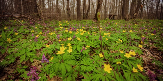 Пензенский кленовый сироп немного отличается по&nbsp;вкусу от&nbsp;канадского. Ведь наши клёны растут на&nbsp;земле, богатой чернозёмом, канадские же почвы в&nbsp;основном каменистые, а леса более влажные