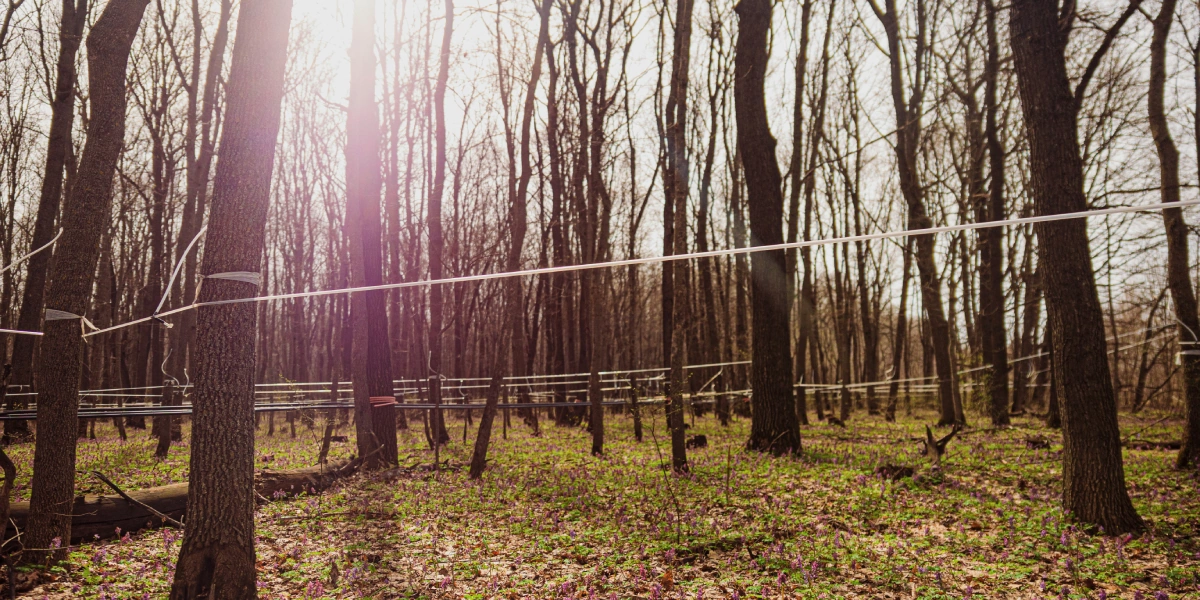 Гигантская паутина невероятных масштабов окутывает лес, весь сок стекает по&nbsp;ней на&nbsp;центральную станцию — в&nbsp;кленоварню