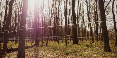 Гигантская паутина невероятных масштабов окутывает лес, весь сок стекает по&nbsp;ней на&nbsp;центральную станцию — в&nbsp;кленоварню