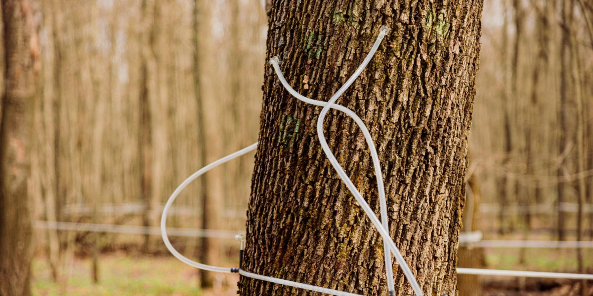 В зависимости от&nbsp;возраста клёна и&nbsp;диаметра его ствола, для&nbsp;сбора сока в&nbsp;дереве сверлят одно или два отверстия до&nbsp;8 миллиметров в&nbsp;диаметре и&nbsp;4-5 сантиметров глубиной