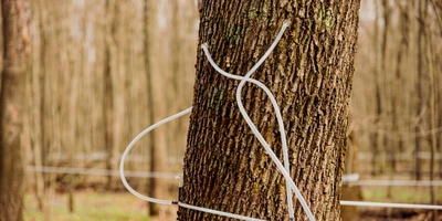 В зависимости от&nbsp;возраста клёна и&nbsp;диаметра его ствола, для&nbsp;сбора сока в&nbsp;дереве сверлят одно или два отверстия до&nbsp;8 миллиметров в&nbsp;диаметре и&nbsp;4-5 сантиметров глубиной