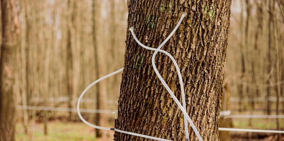 В зависимости от&nbsp;возраста клёна и&nbsp;диаметра его ствола, для&nbsp;сбора сока в&nbsp;дереве сверлят одно или два отверстия до&nbsp;8 миллиметров в&nbsp;диаметре и&nbsp;4-5 сантиметров глубиной