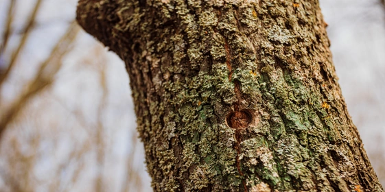 Каждый год в&nbsp;дереве просверливают новые отверстия. Старые отверстия дерево затягивает само: их не нужно ничем замазывать, как это ошибочно делают в&nbsp;народе с&nbsp;берёзами