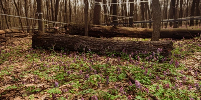 При планировании и&nbsp;прокладке магистралей учитывают естественный рельеф леса и&nbsp;его уклон