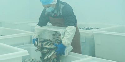 Перед посолом тушки рыбы предварительно разделывают на&nbsp;филетировочной машине, которая одновременно выполняет несколько операций: отрезает головы, удаляет все внутренности, кости и&nbsp;плавники