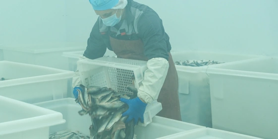 Перед посолом тушки рыбы предварительно разделывают на&nbsp;филетировочной машине, которая одновременно выполняет несколько операций: отрезает головы, удаляет все внутренности, кости и&nbsp;плавники