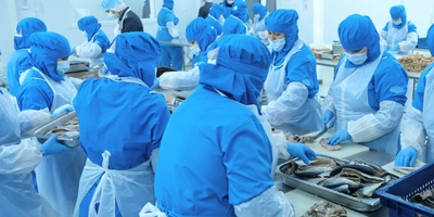 Посоленная рыба попадает на&nbsp;стол к&nbsp;сотрудникам, где вручную тушки доразделывают, ведь автоматическое оборудование не может учесть разные пропорции рыбы. Сотрудники обесшкуривают тушки, удаляют хребтовые и&nbsp;брюшные кости, проверяют на&nbsp;гельминтов