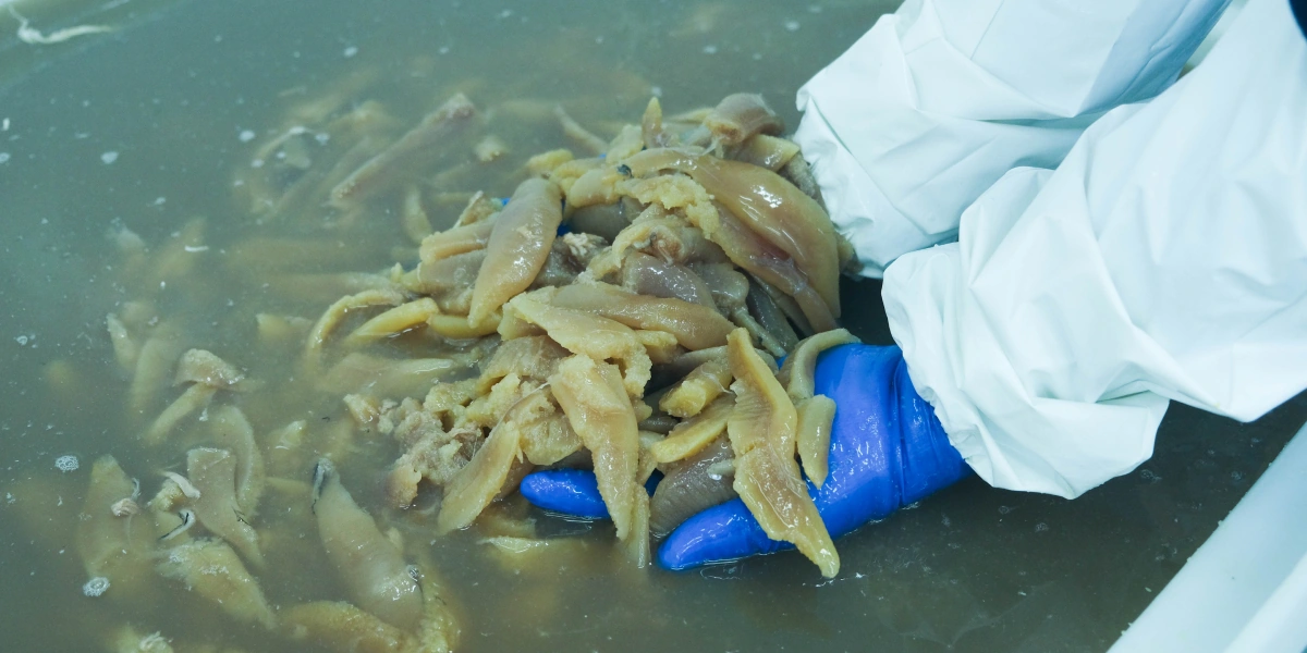 Икра сельди не поступает на&nbsp;производство отдельно, её извлекают из&nbsp;тушек сельди весеннего вылова. Филе и&nbsp;икру на&nbsp;посол передают отдельно