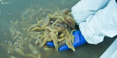 Икра сельди не поступает на&nbsp;производство отдельно, её извлекают из&nbsp;тушек сельди весеннего вылова. Филе и&nbsp;икру на&nbsp;посол передают отдельно