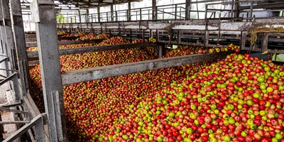 Сок готовят из&nbsp;смеси яблок ранних сортов — к&nbsp;примеру, «Гала», «Квинти», «Мантет», «Санрайс», «Дейтон» и&nbsp;«Женева»
