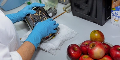 Очищенные яблоки натирают на&nbsp;тёрке, отжимают вручную сок и&nbsp;с&nbsp;помощью специального аппарата проверяют на&nbsp;содержание сухих веществ и&nbsp;кислотность