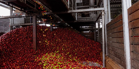 Фрукты ждёт тройная очистка. Весь процесс устроен так, что в&nbsp;переработку уходят чистые и&nbsp;отобранные яблоки