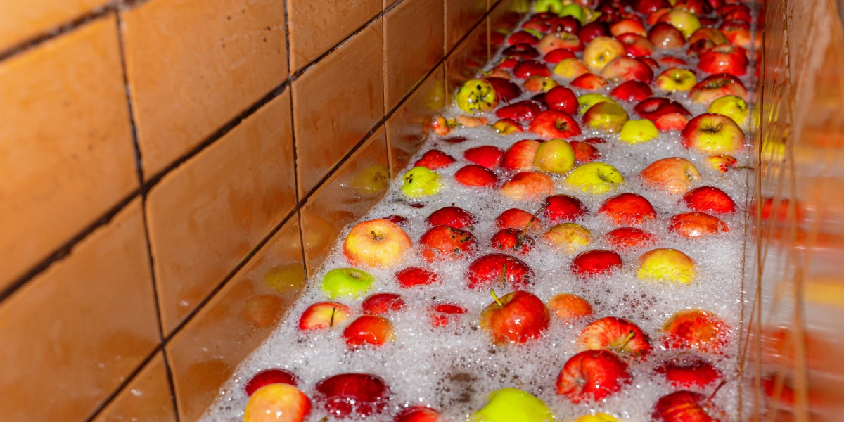 Сначала яблоки моют под&nbsp;холодной водой, потом подают на&nbsp;конвейер, где их тщательно перебирают вручную, убирая веточки и&nbsp;листочки. После&nbsp;этого моют ещё раз и&nbsp;только потом отправляют в&nbsp;дробилку